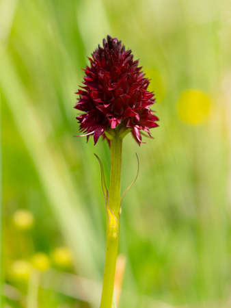 Closeup of a Nigritella orchid on a sunny day in summer, meadow in the Austrian Alpsの写真素材