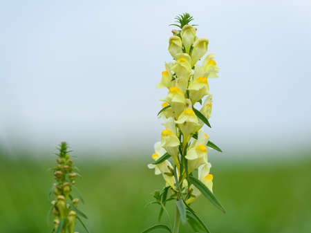 A common toadflax (Linaria, vulgaris) on a cloudy day in summer, green meadow in background