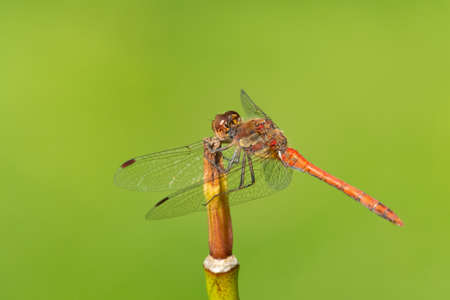 A common darter dragonfly (Sympetrum striolatum) resting in the sun, sunny day in summer, Vienna (Austria)の素材 [FY310182491340]