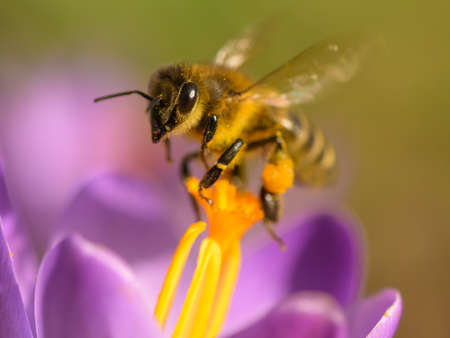 A honey bee feeding on a purple crocus flower, sunny day in springtime