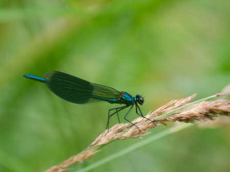 A male banded demoiselle (Calopteryx splendens) resting on a grass, sunny day in summer, Vienna (Austria)の写真素材