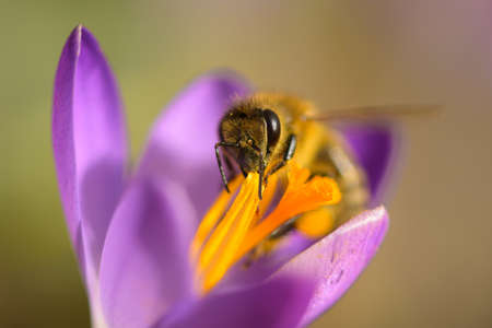 A honey bee feeding on a purple crocus flower, sunny day in springtimeの写真素材
