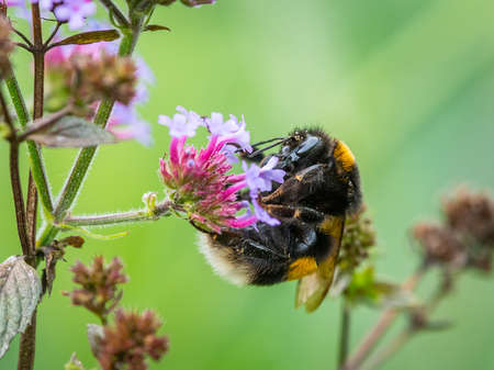 A large earth bumblebee (Bombus terrestris) feeding on a pretty verbena (Verbena bonariensis), green...