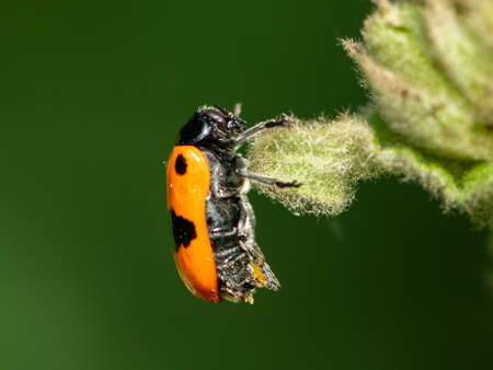 Closeup of a four-spotted leaf beetle (Clytra laeviuscula) resting on a flower, green backgroundの写真素材
