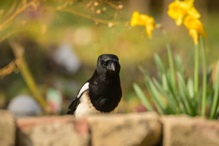 A common magpie (Pica pica) walking and searching for nesting material in the garden, sunny day in early springtimeの写真素材