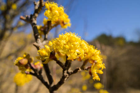 A flowering cornelian cherry dogwood (Cornus mas) on a sunny day in springtimeの写真素材