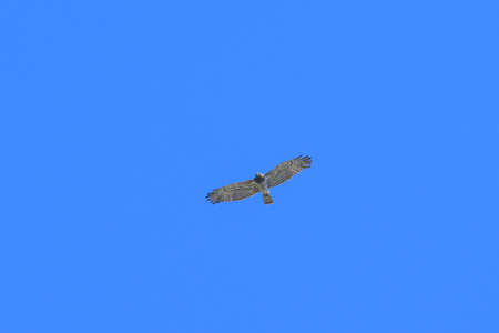 A short toed snake eagle in flight, blue sky, sunny day in springtime, Cres (Croatia)