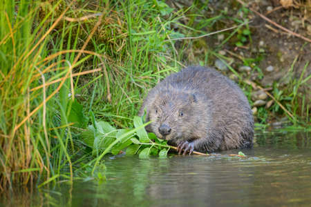A Eurasian beaver (Castor fiber) eating in the morning, meadow near water, springtime, Vienna...
