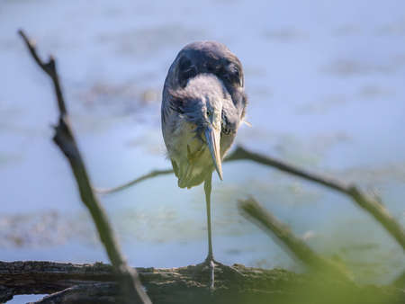 A grey heron (Ardea cinerea) standing near a pond (Vienna, Austria), sunny day in springtimeの写真素材