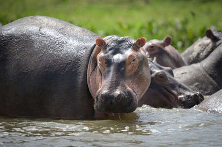 A group of Hippos in the water, Murchison Falls National Park (Uganda), sunny morning in Mayの写真素材