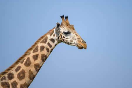 Portrait of a giraffe in Murchison Falls National Park (Uganda), sunny day in mayの写真素材