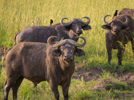 Portrait of an African buffalo in savanna, Murchison Falls National Park (Uganda), sunny morning n Mayの写真素材