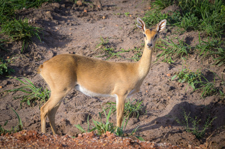Portrait of an Oribi (Ourebia ourebi) in Murchison Falls National Park (Uganda), sunny morning in Mayの写真素材