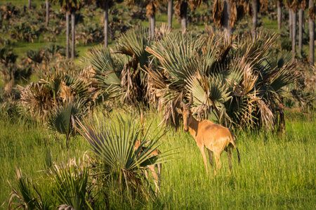 Portrait of a hartebeest (Alcephalus lelwel) in Murchison Falls National Park (Uganda), sunny morning in Mayの写真素材