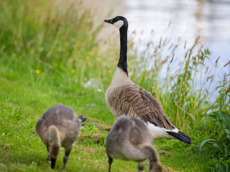 Portrait of a Canada Goose in a meadow near a water, sunny day in summer