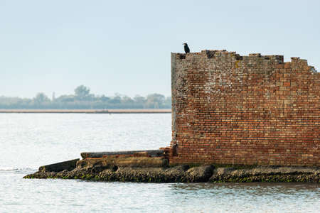 Great cormorant resting on an old brick wall, small island in lagoon of Venice (Italy)の写真素材