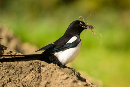 A common magpie (Pica pica) walking and searching for nesting material in the garden, sunny day in early springtimeの写真素材