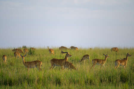 Ugandan kobs (Kobus thomasi) in Murchinson Falls National Park (Uganda), sunny morning in Mayの写真素材