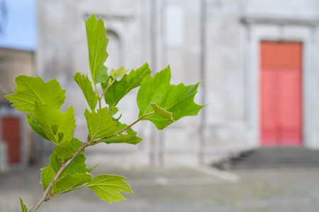 Green leaves of tree in front of old houses in Bruges (Belgium), sunny day in summer