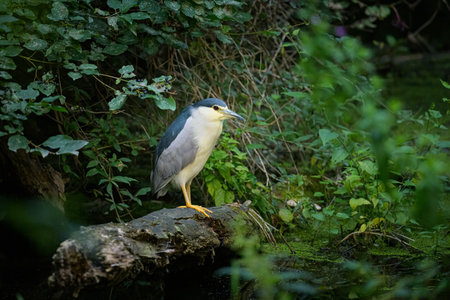 A Black crowned Night Heron resting on a tree, early morning in summer, Vienna (Austria)の写真素材