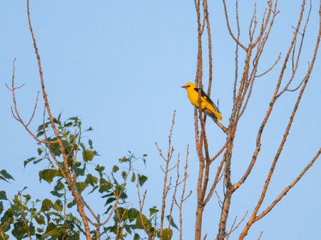 A Eurasian Golden Oriole (Oriolus oriolus) sitting on a tree, sunny morning in spring, blue sky,...