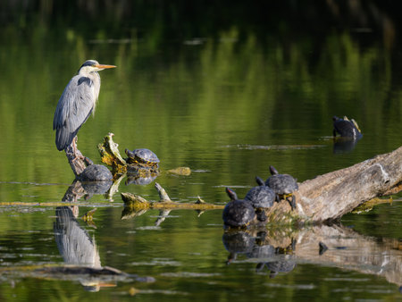 A grey heron (Ardea cinerea) standing near a pond (Vienna, Austria), sunny day in springtimeの写真素材