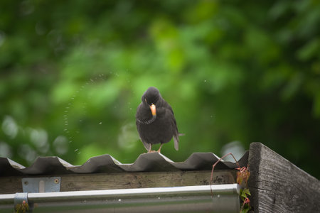 A Common Blackbird sitting on a roof, cloudy day in summer, Vienna (Austria)