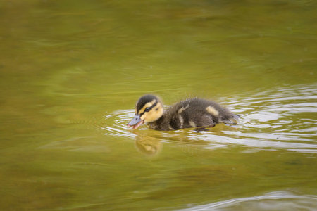 A young mallard swimming on a pond, sunny morning in summer, Vienna (Austria)