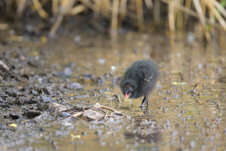 A juvenile Common moorhen looking for food, sunny morning in springtime, Vienna (Austria)の写真素材