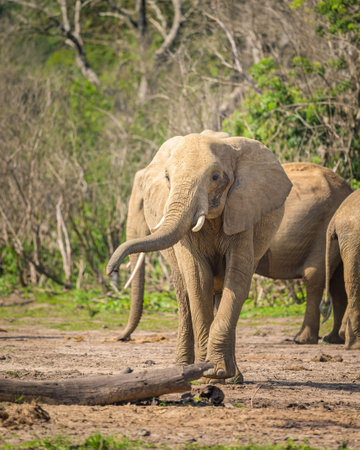 African bush elephants in Murchinson Falls National Park (Uganda), sunny day in May