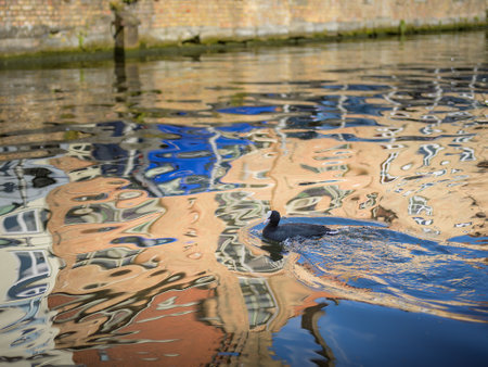 A coot swimming in a beautiful river, daylight, water reflection