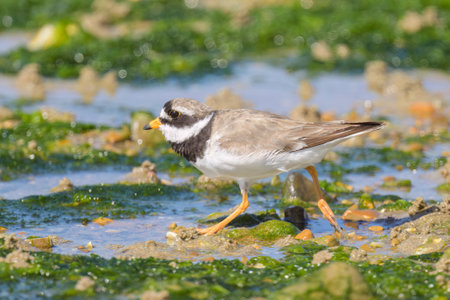 An adult Common Ringed Plover on a beach, sunny day in summer, France