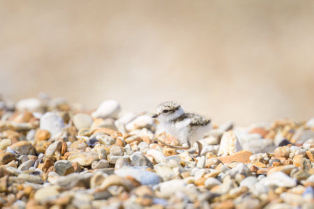 An immature Common Ringed Plover on a beach, sunny day in summer, Franceの写真素材