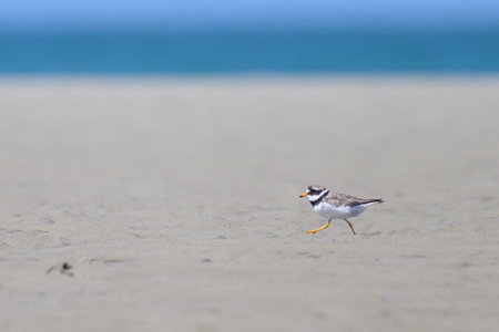 An adult Common Ringed Plover running on a sandy beach, sunny day in summer, France