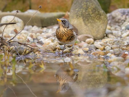 A Fieldfare (Turdus pilaris) standing near a small pond, cold day in winter, Vienna (Austria)
