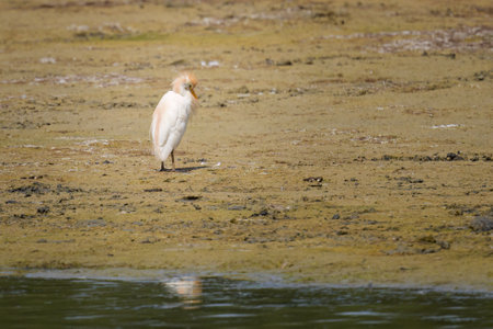 A Western Cattle Egret standing near water on a sunny day in northern Franceの写真素材