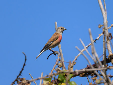 A male Common Linnet sitting on a small twig, sunny day in summer, northern Franceの写真素材