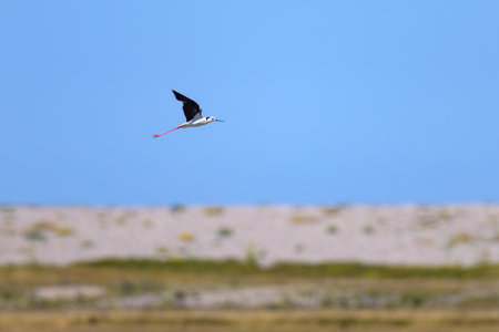 A black-winged stilt (Himantopus himantopus) flying on a sunny day in northern Franceの写真素材