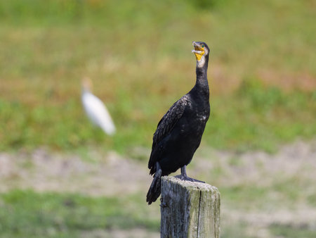 Great cormorant sitting on a wooden pole, sunny day in northern Franceの写真素材