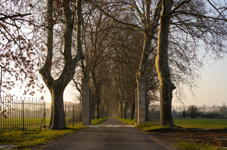 Gate and road with plane trees on a sunny morning in southern France (Provence)の写真素材