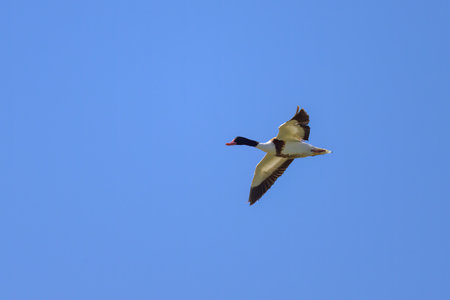 A Common Shelduck flying on a sunny day in summer, blue sky, northern Franceの写真素材