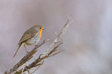 A cute little European robin (Erithacus rubecula) standing on a small branch (Provence, France)