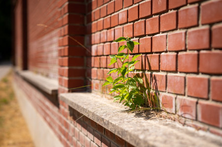 A small plant growing out of a red brick wall, sunlightの写真素材