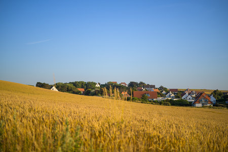 a wheat field sunset in summer northern France (Cap Gris Nez)の写真素材