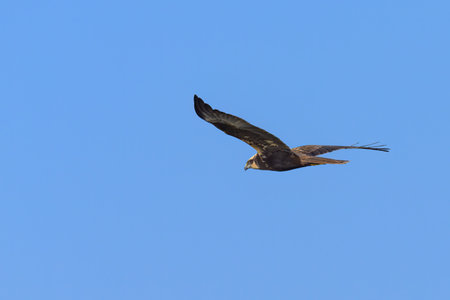 A Western Marsh Harrier in flight blue sky, sunny day in spring, Camargue (Provence, France)