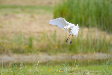 A Western Cattle Egret landing on a meadow, summer in northern Franceの写真素材