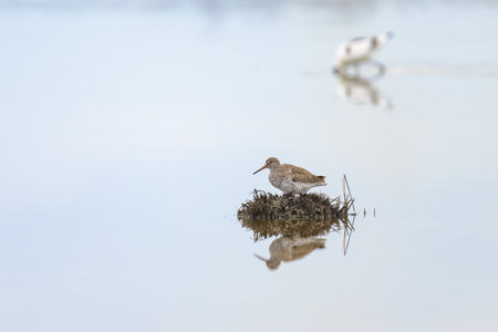 A Common Redshank standing in a pond, springtime in Camargue (Provence, France)の写真素材