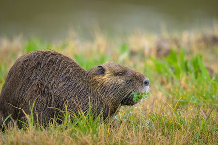 A nutria (Myocastor coypus) walking in a meadow near water and looking for food, sunny evening in...