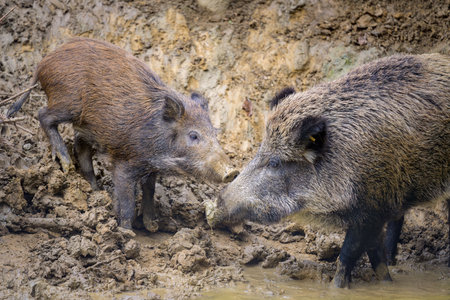 Young boars in the forest looking for food in autumn, Austriaの写真素材