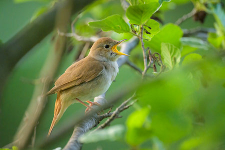 A Common Nightingale sitting in a bush singing, sunny morning in springtime, Vienna (Austria)